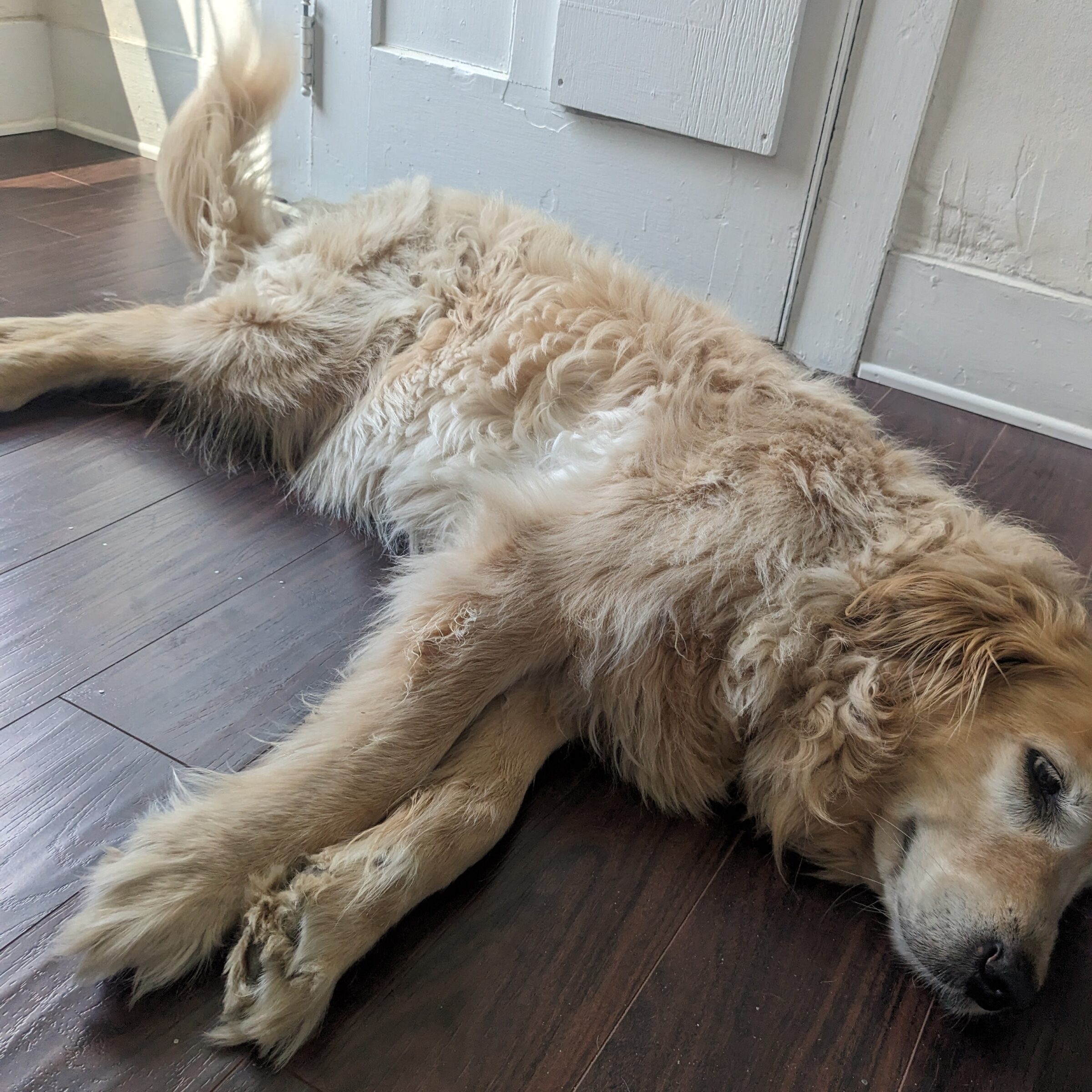 Pet1 Photo