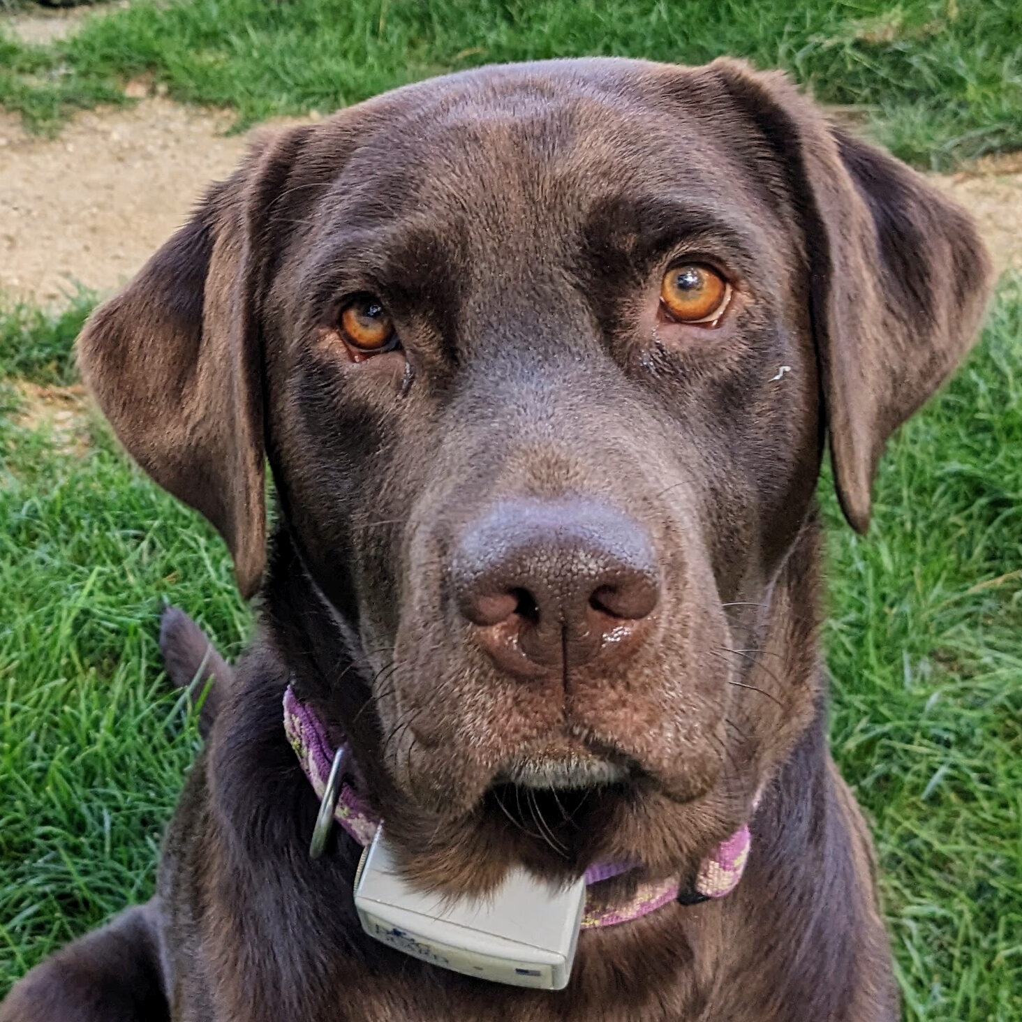 Pet1 Photo