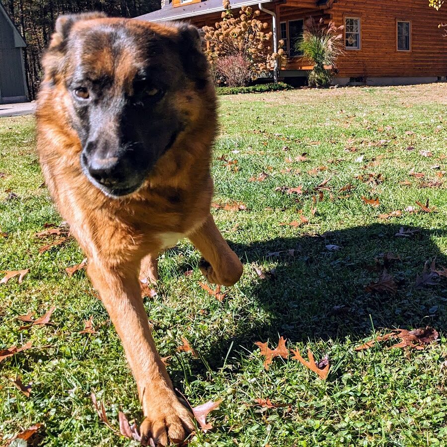 Pet1 Photo