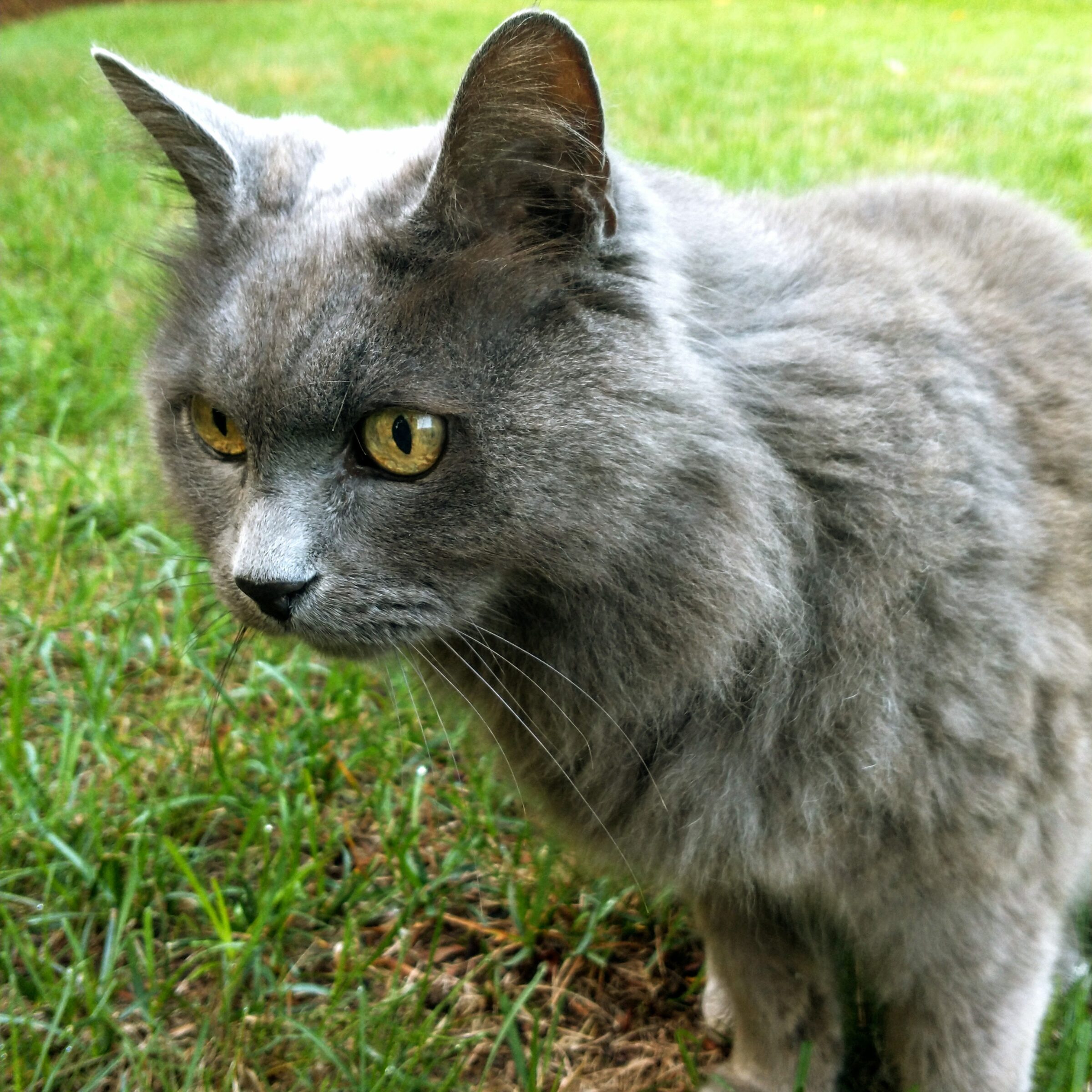 Pet1 Photo