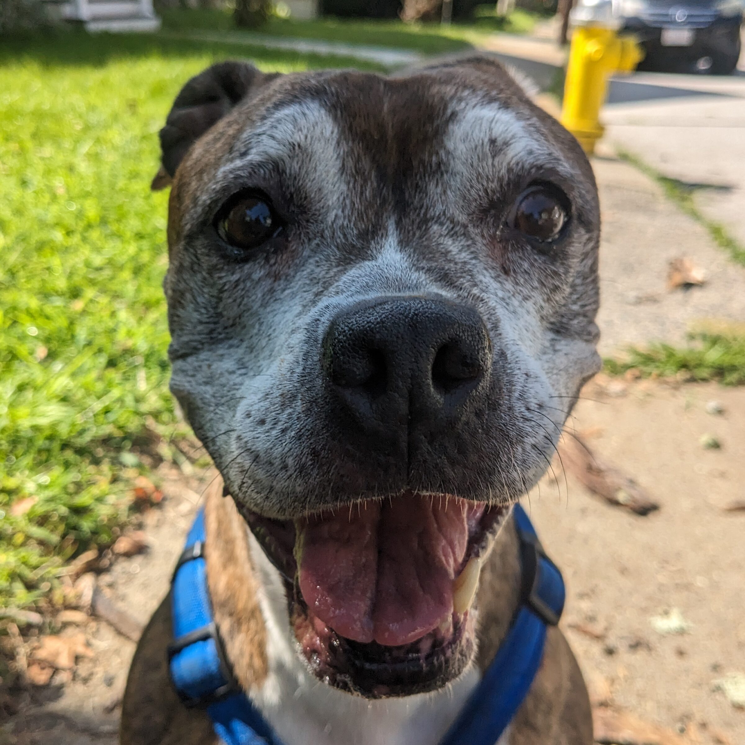 Pet1 Photo