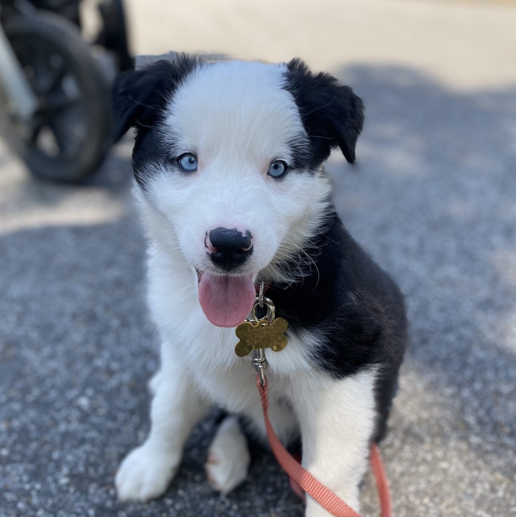 Pet1 Photo