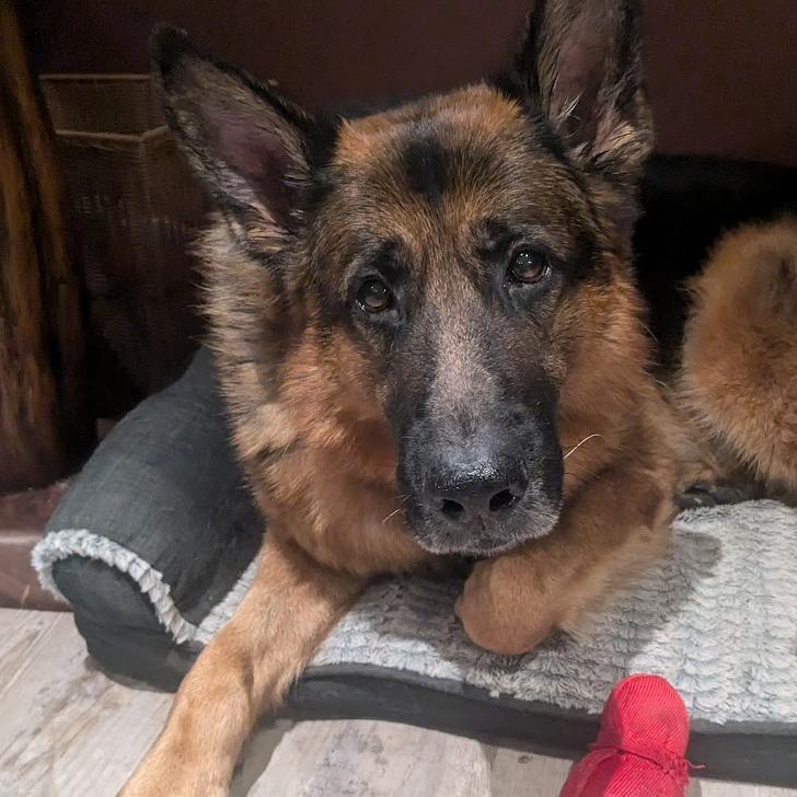 Pet1 Photo