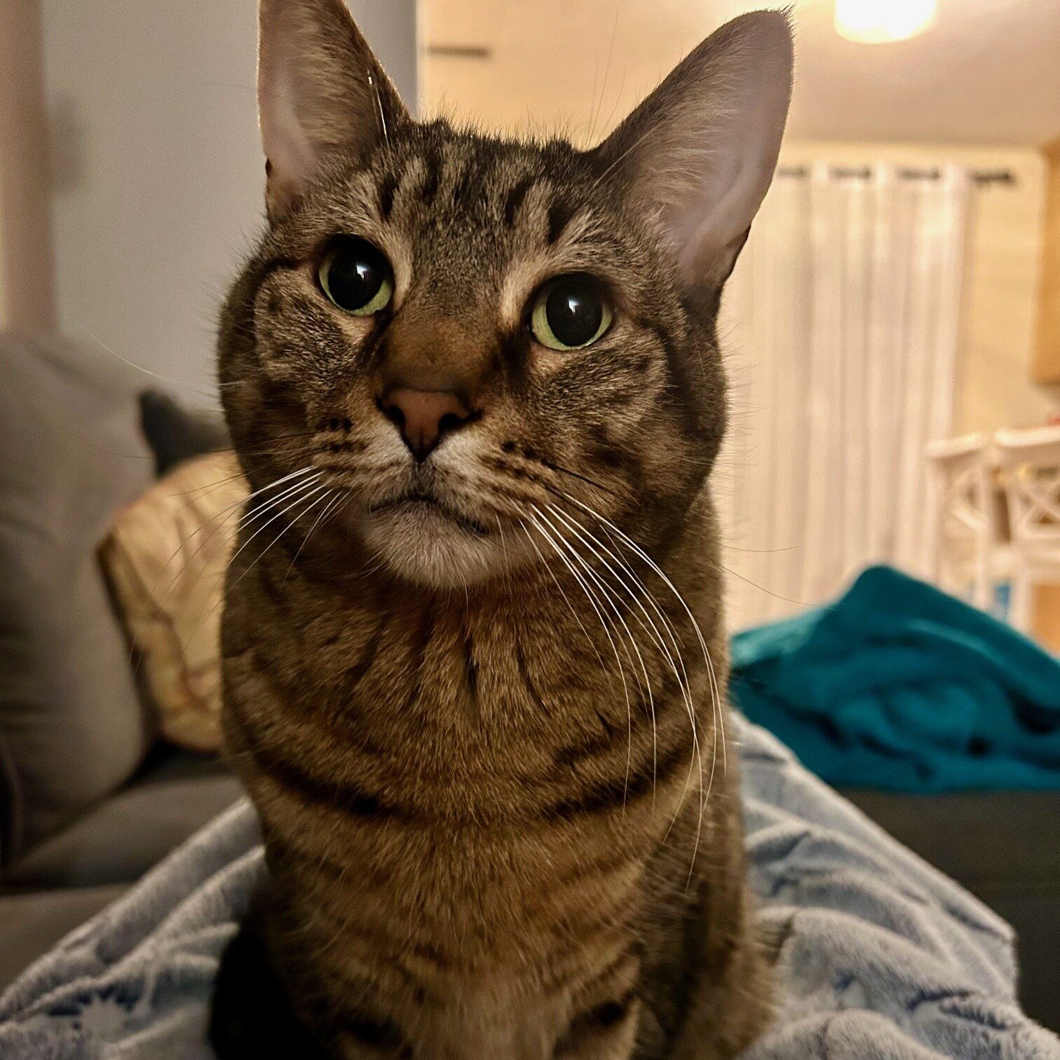 Pet1 Photo
