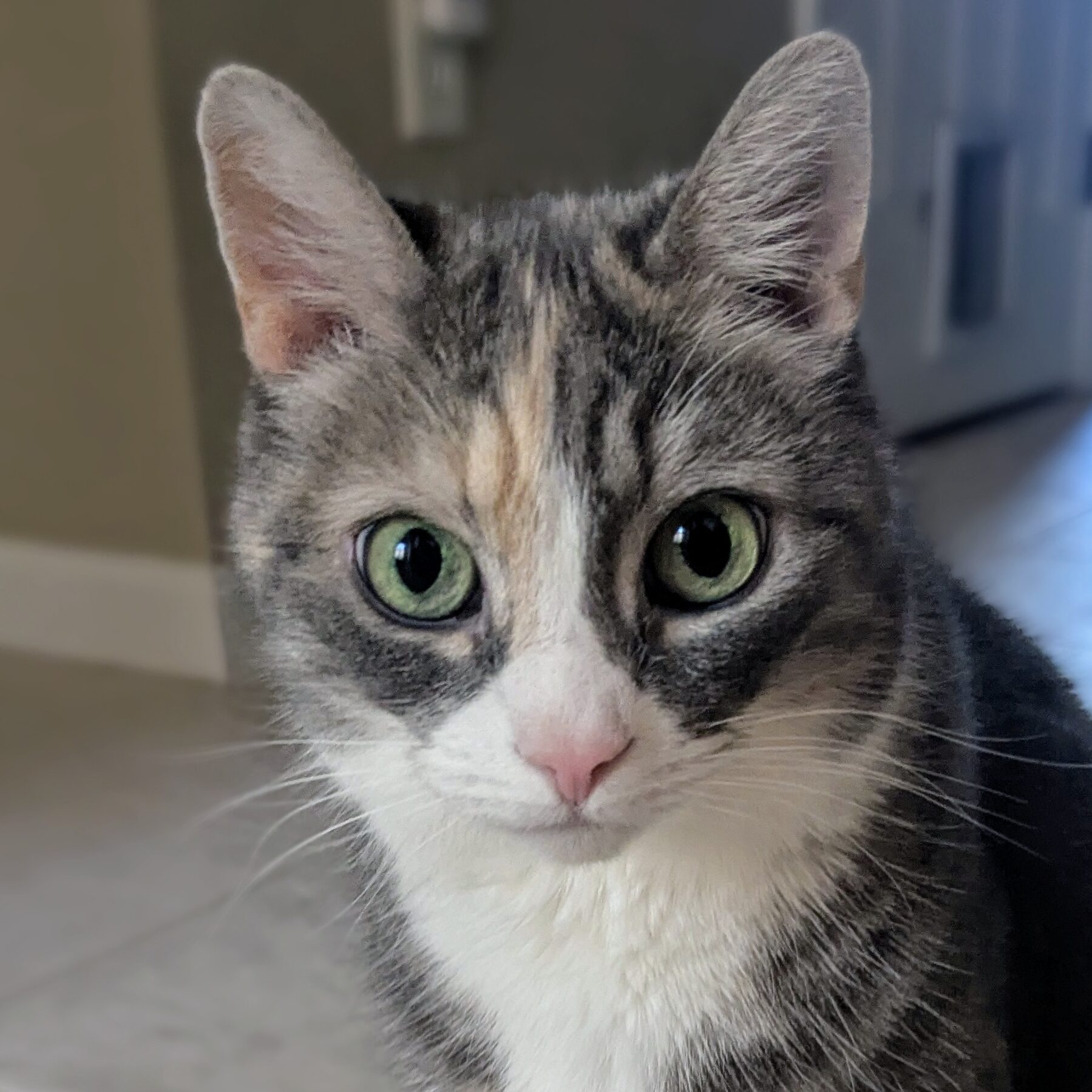 Pet1 Photo