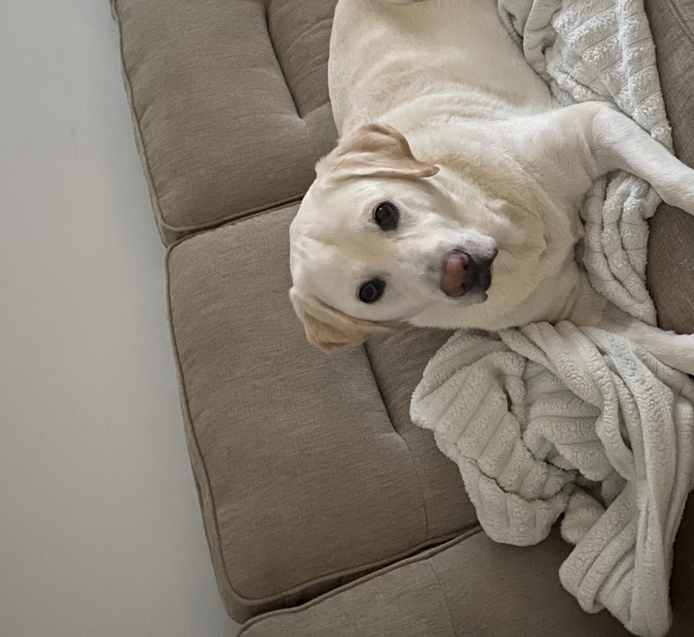 Pet1 Photo