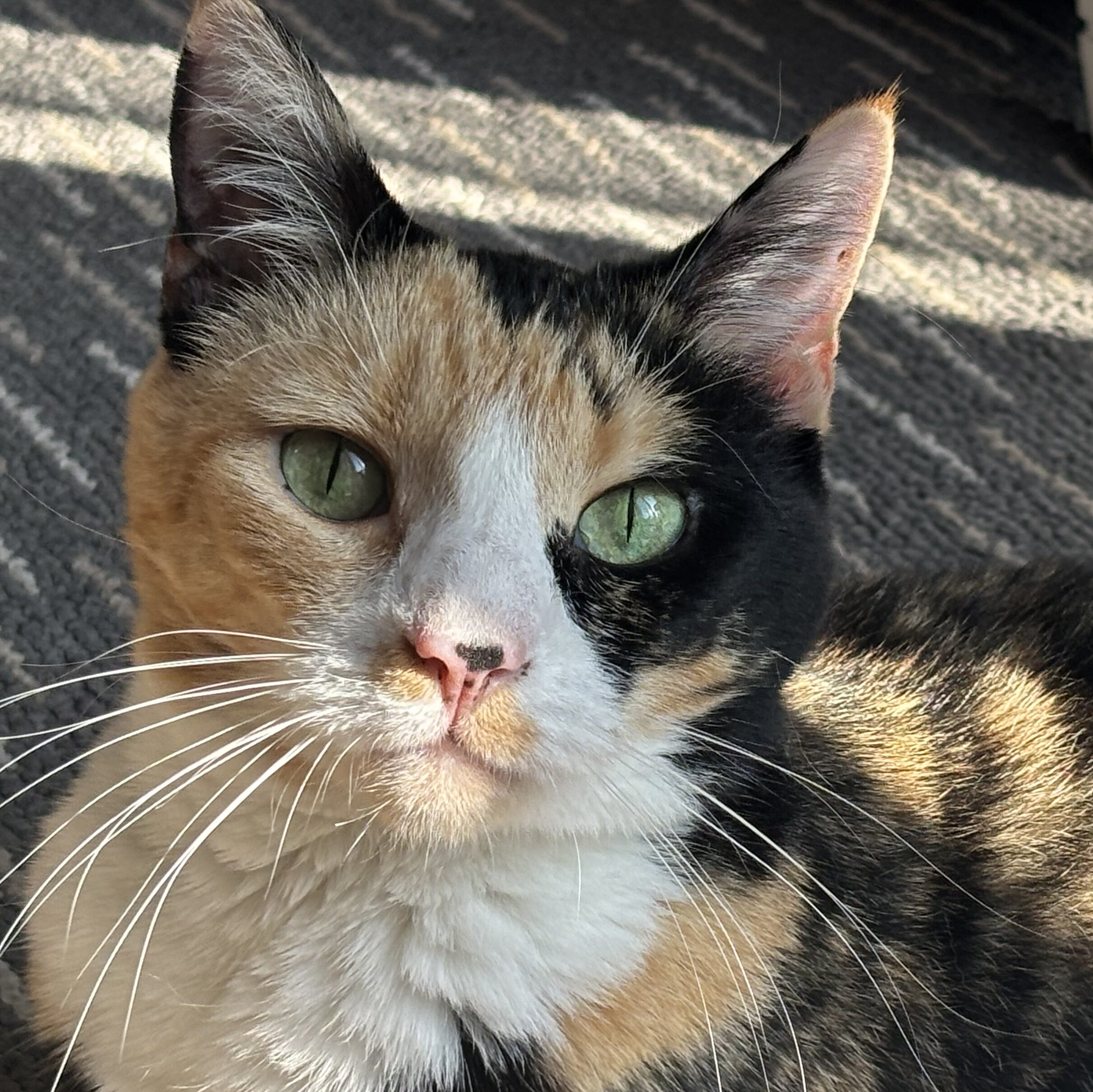Pet1 Photo