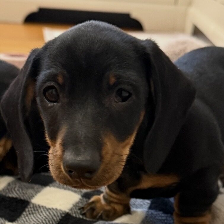 Pet1 Photo