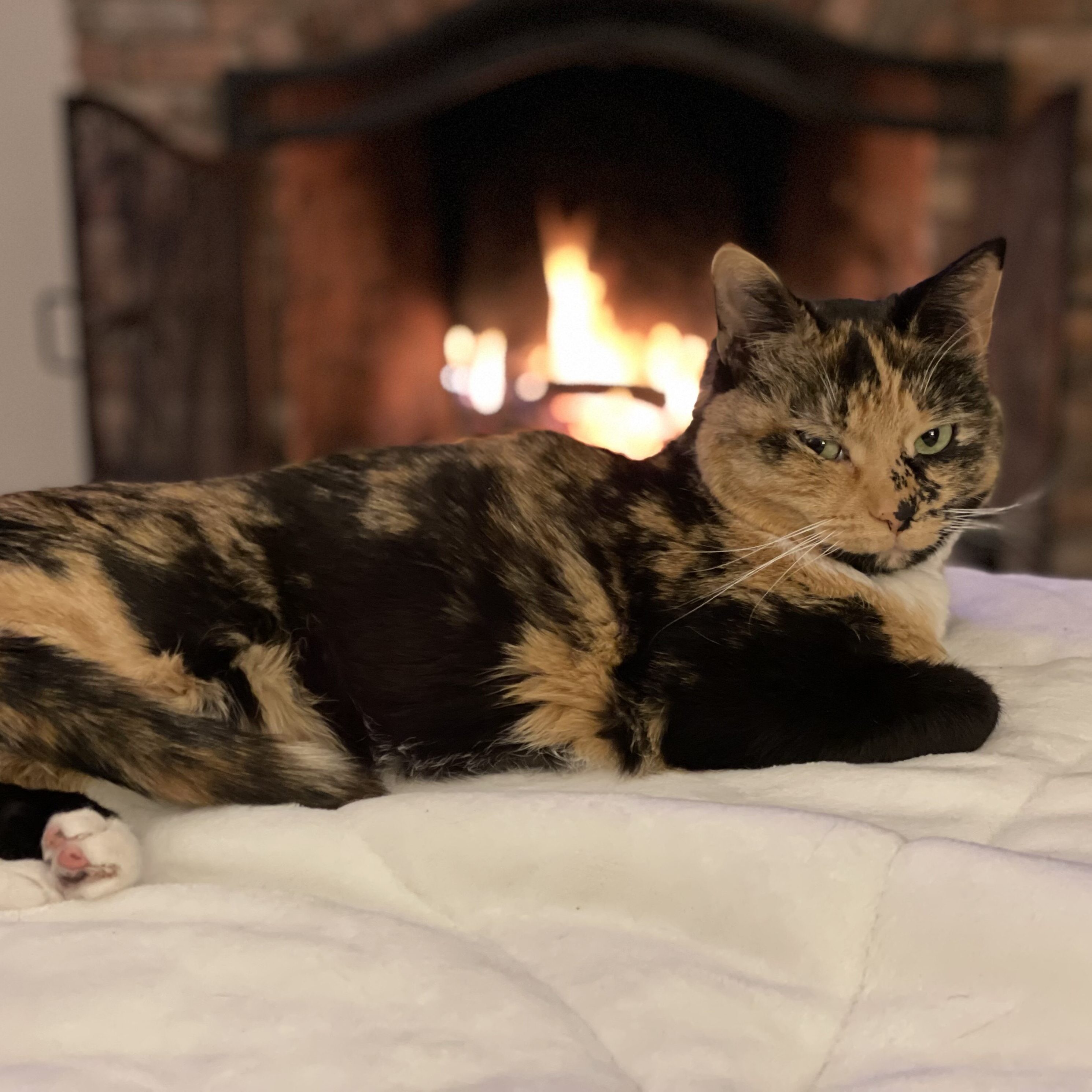 Pet1 Photo