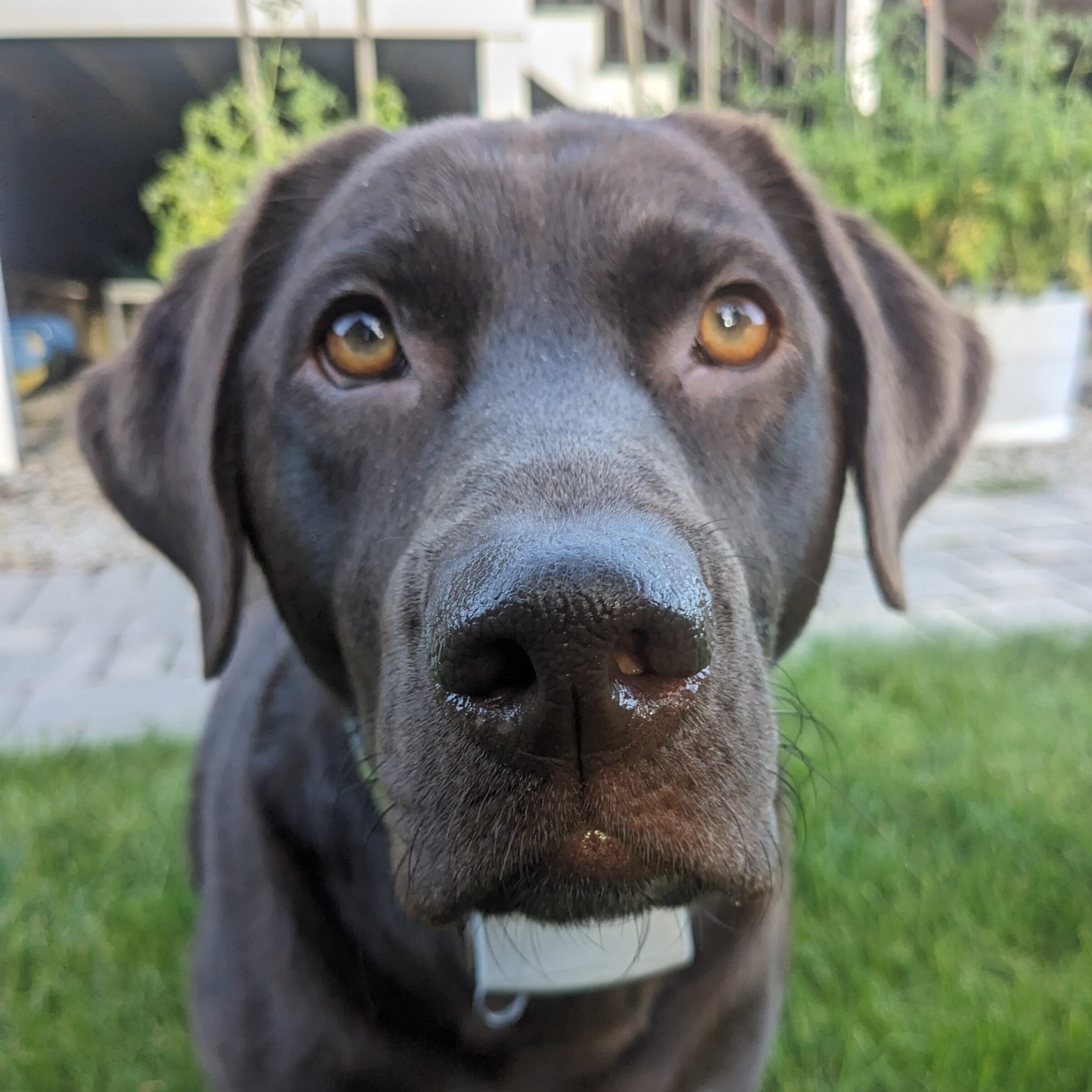 Pet2 Photo