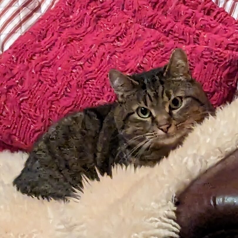 Pet2 Photo