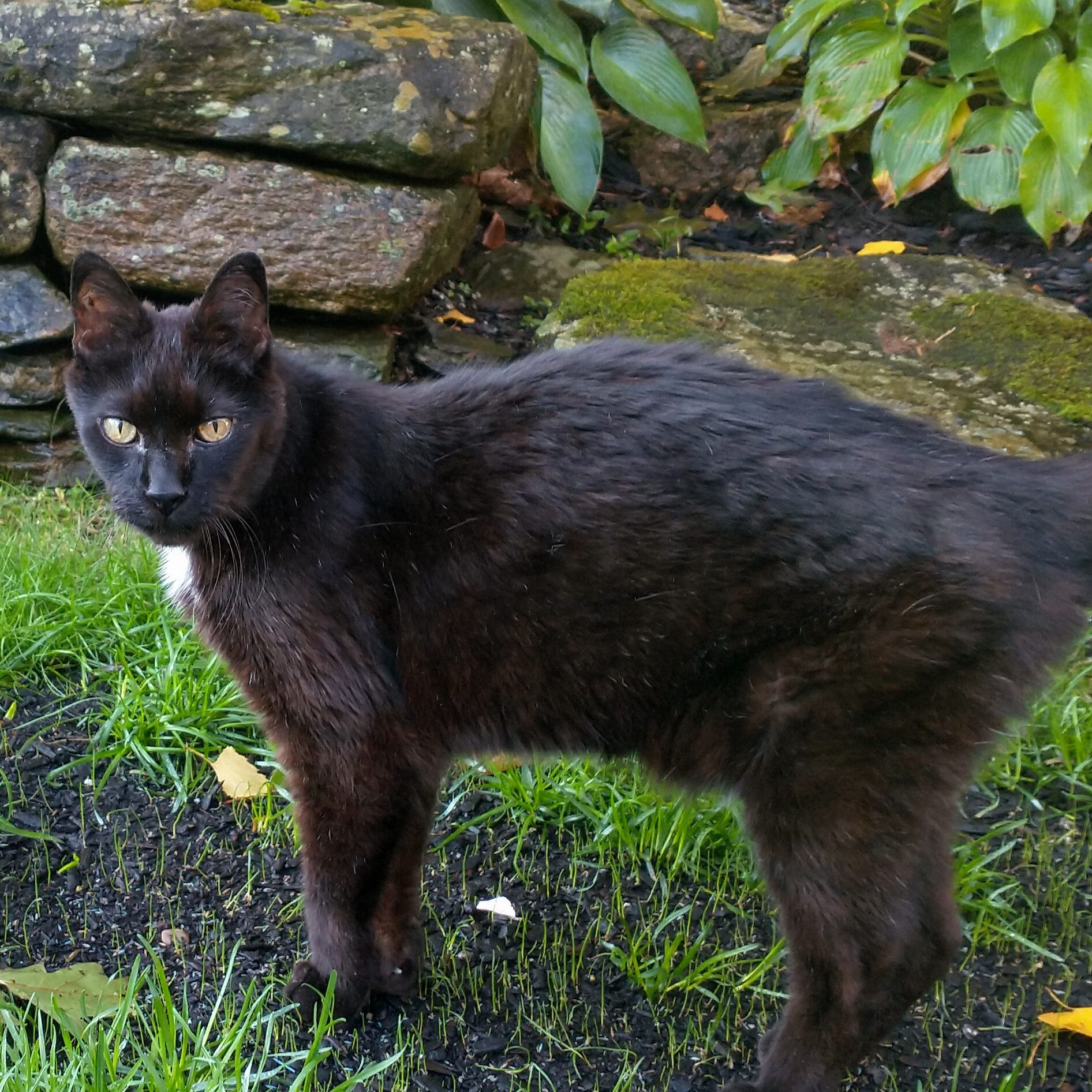 Pet2 Photo