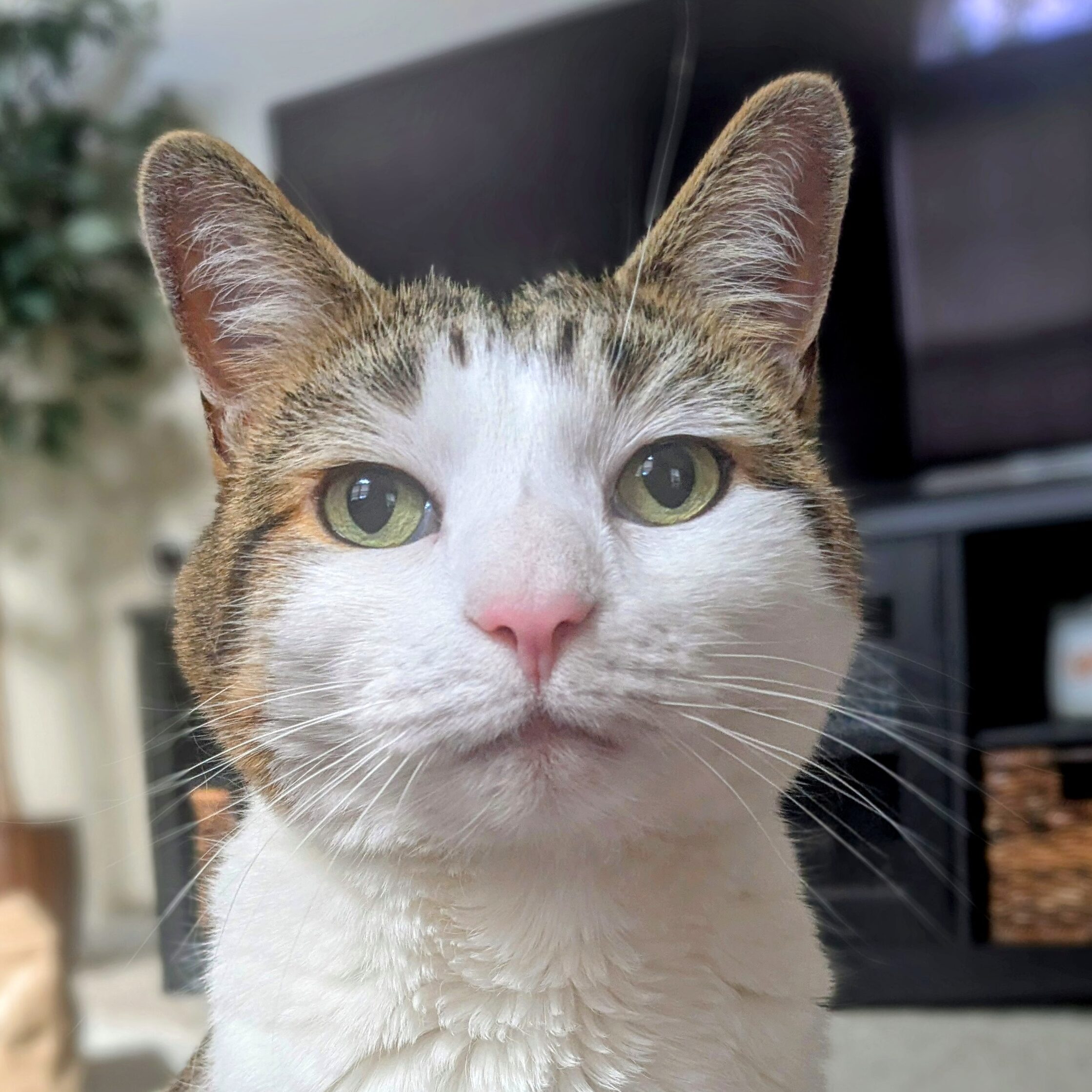 Pet2 Photo
