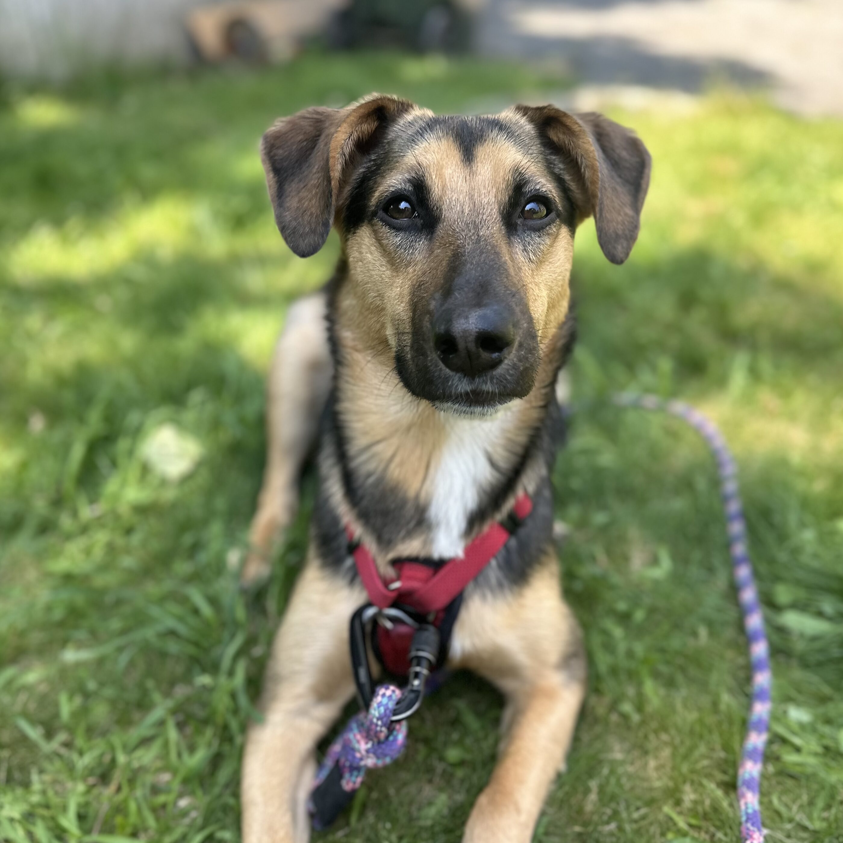 Pet2 Photo