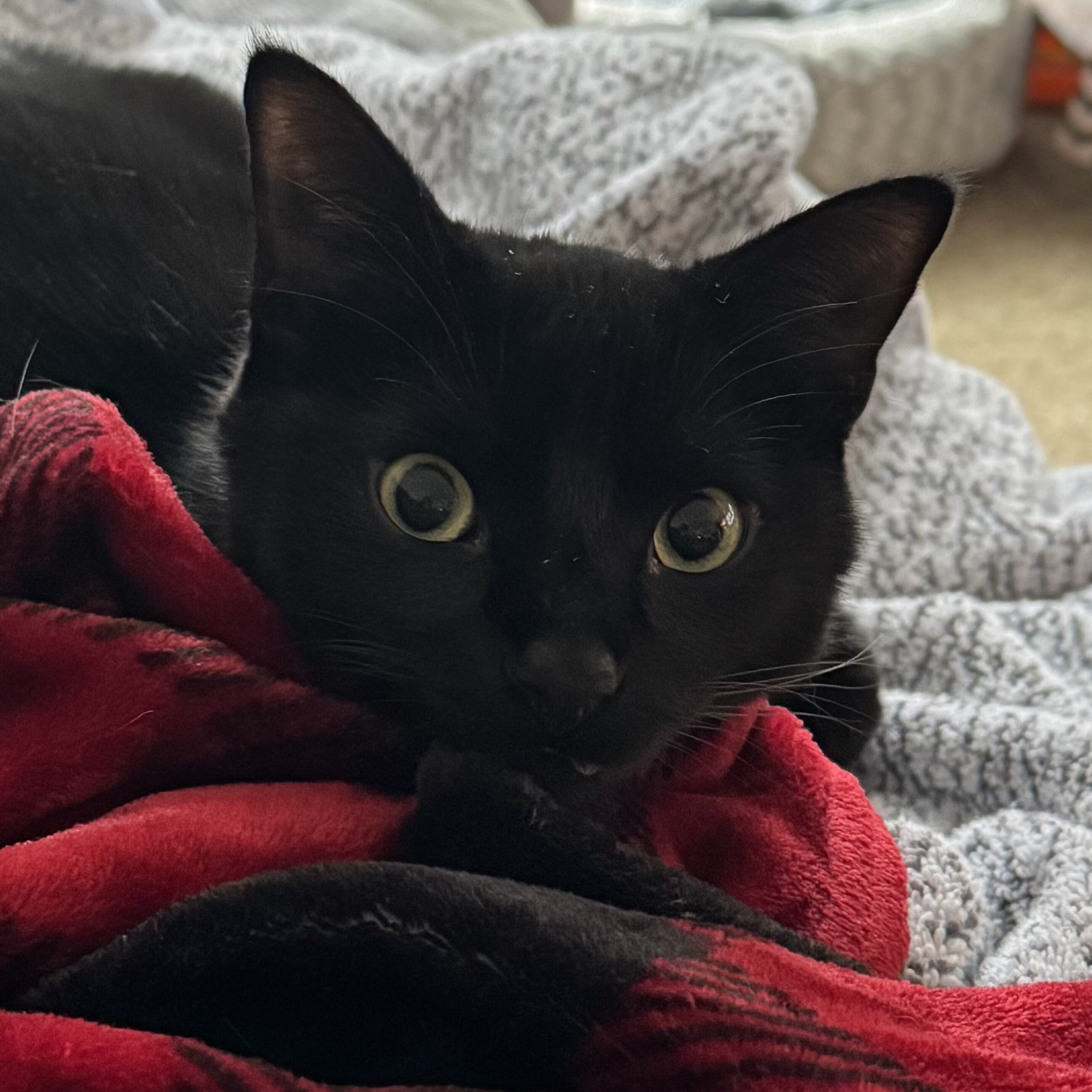 Pet2 Photo