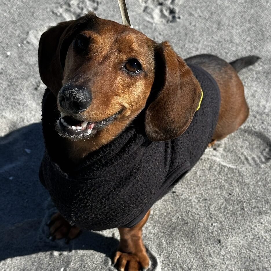 Pet2 Photo