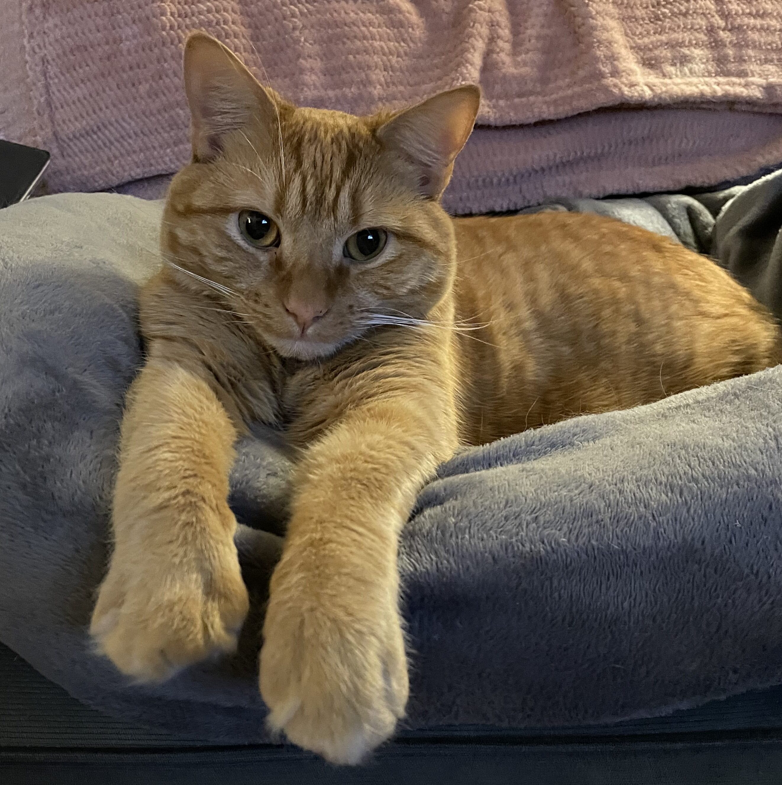 Pet2 Photo