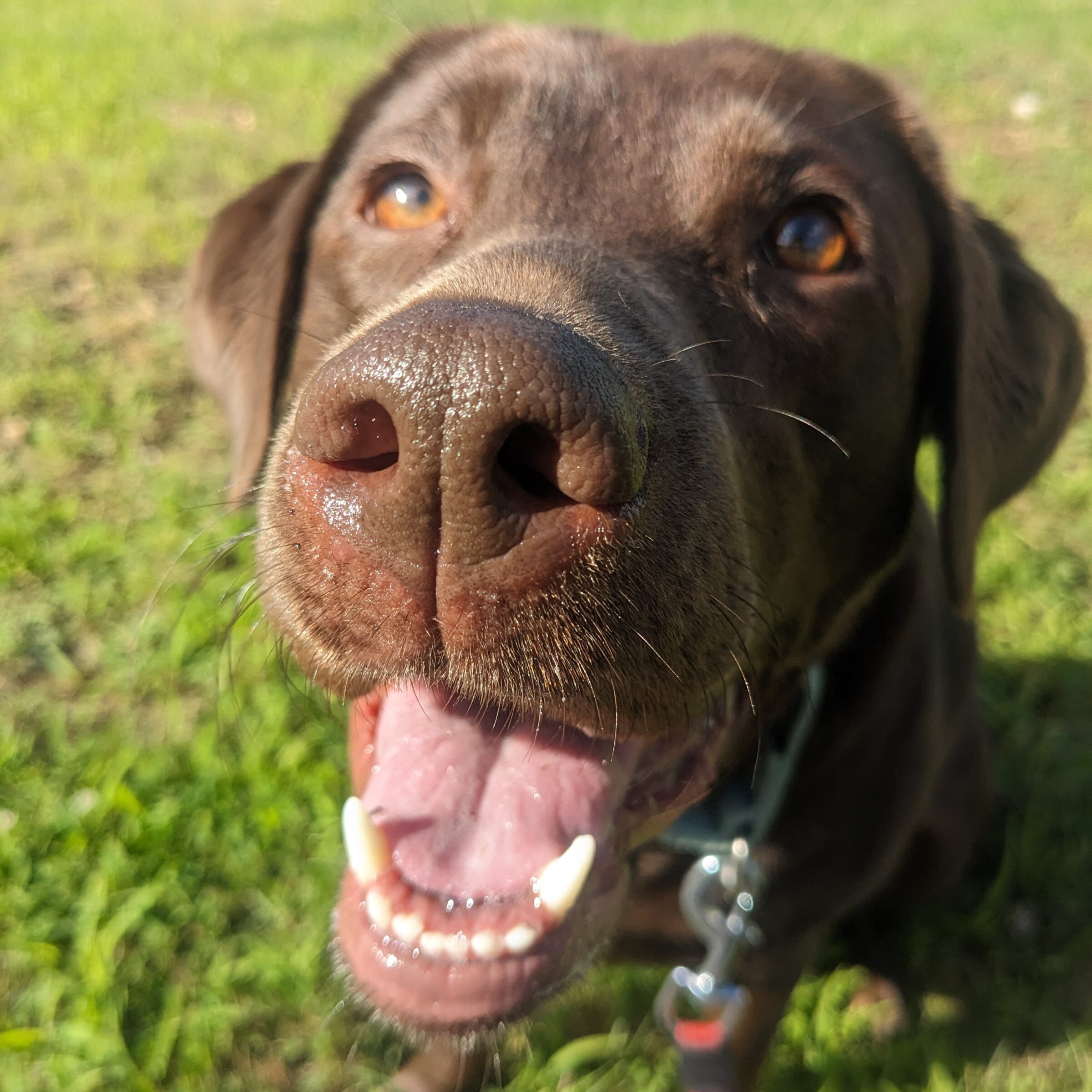 Pet3 Photo