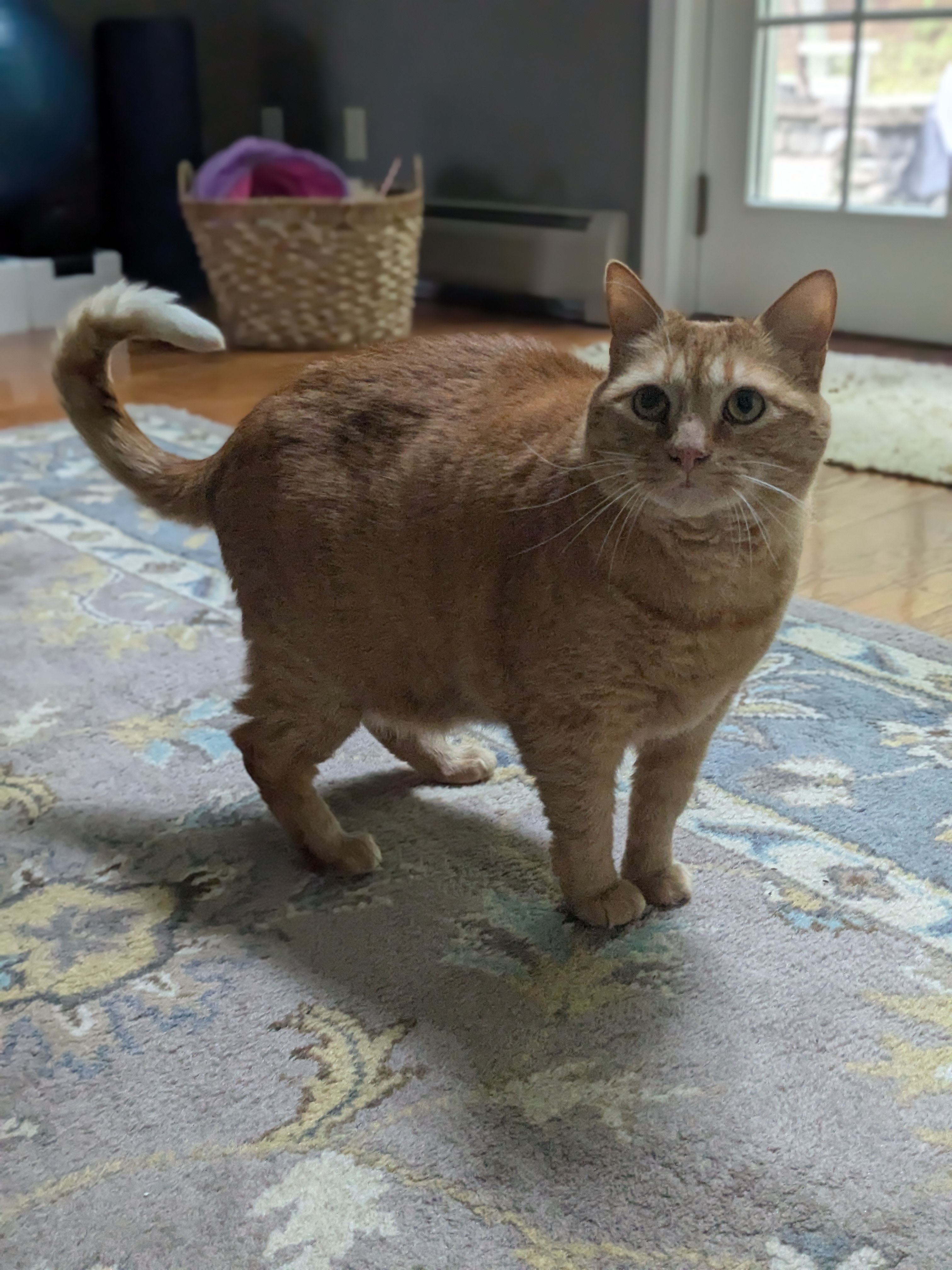 Oh Hello New Furiends!