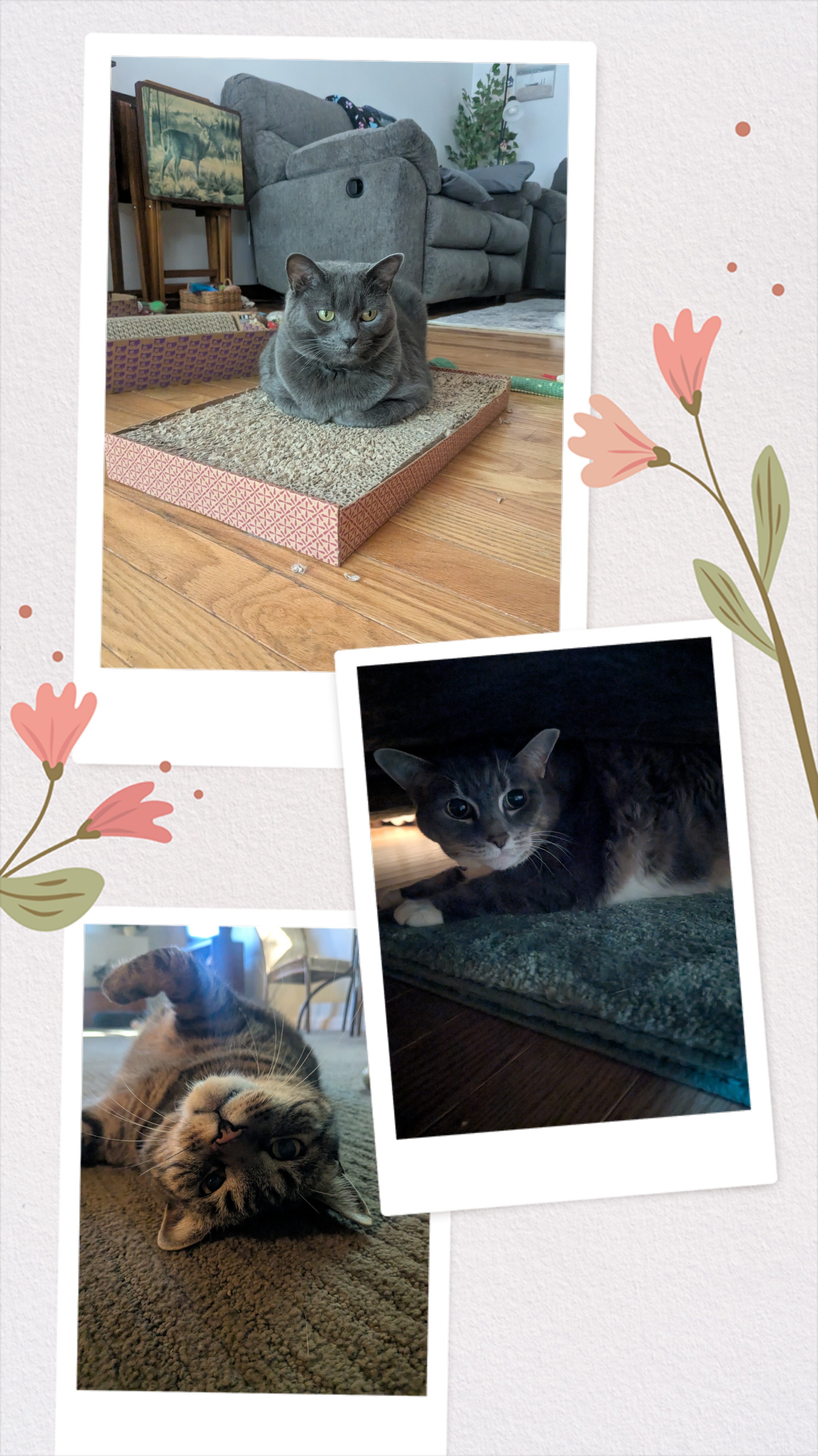 Good Meowning!