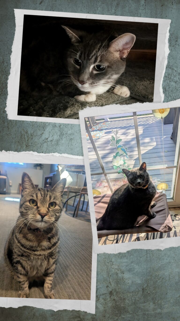 Happy Purrs-day!