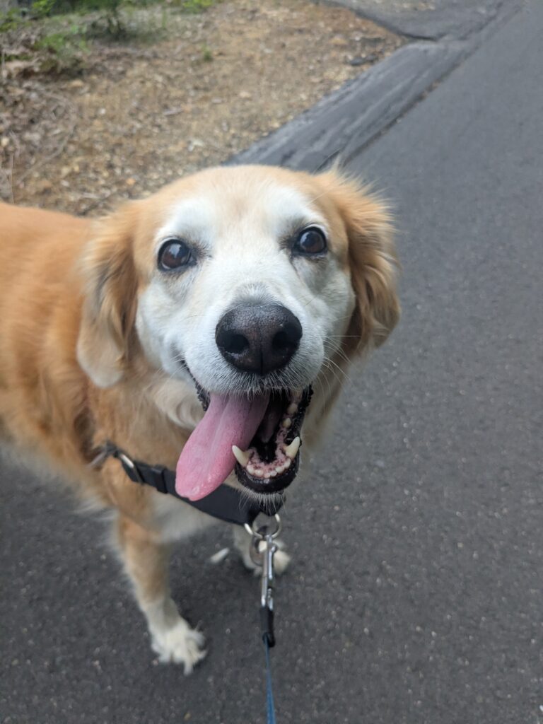A Walkies With Stella!