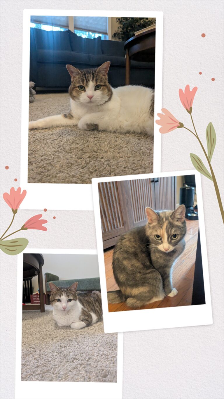 Caturday Night With The Gang!