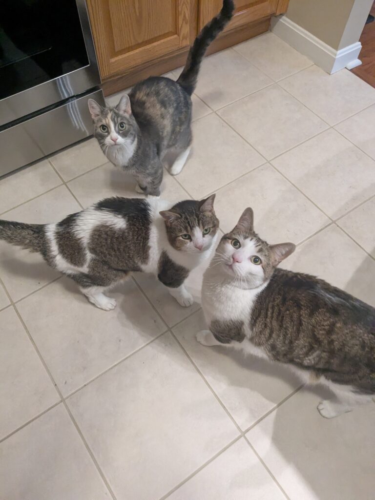Good Meowning!