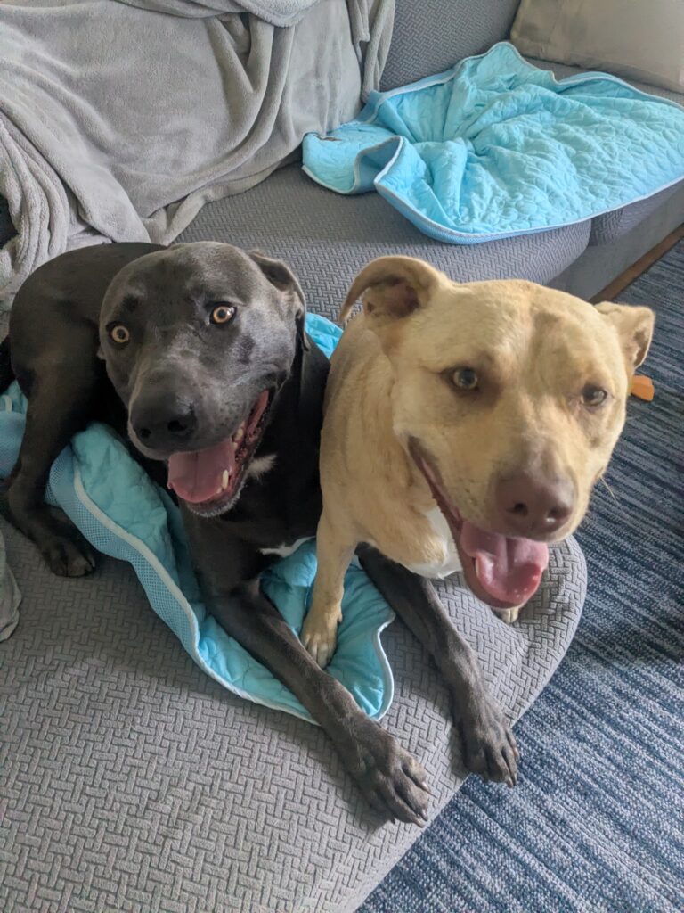 Two Peas In A Pod 🫛
