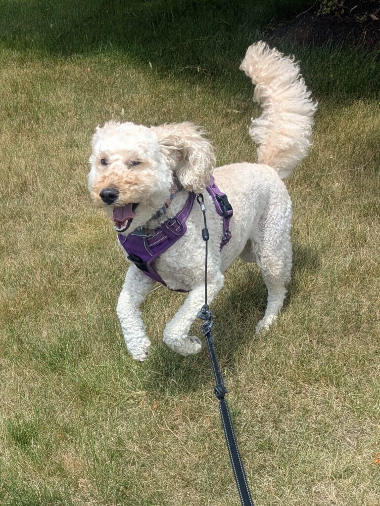 The Energizer Puppy!