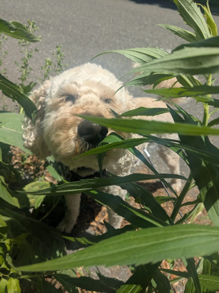 Millie Puts The Wacky In Wacky Wednesday!🤣