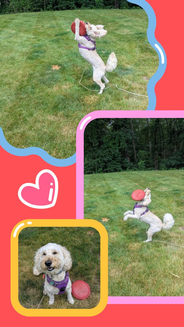 Frisbee With Millie!