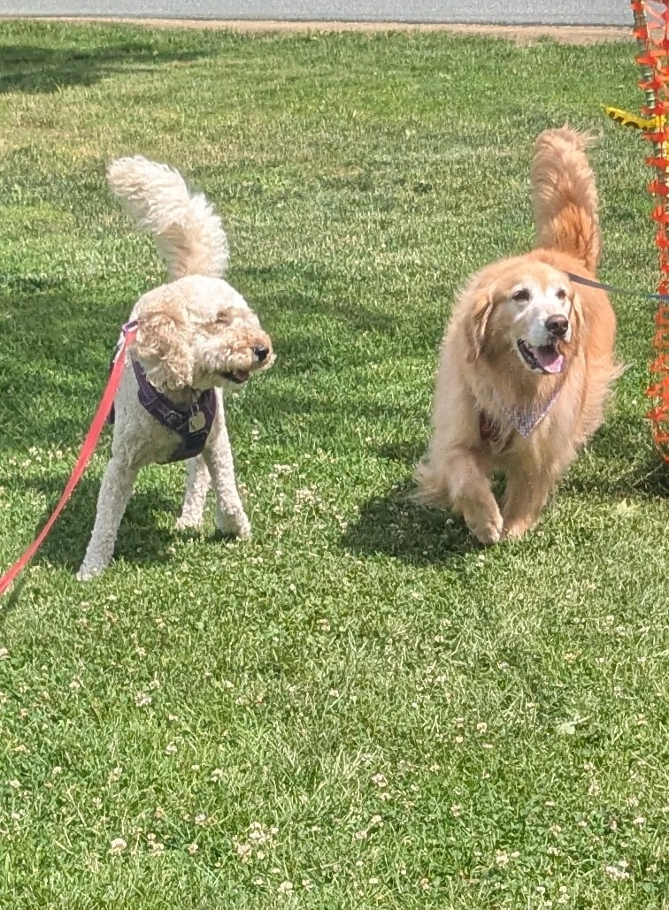 The Golden Girls!