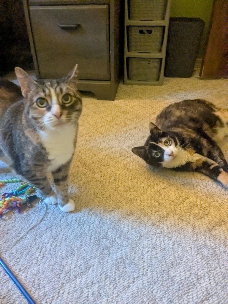Mom & Dad Are Away! It’s Time To Play!!!