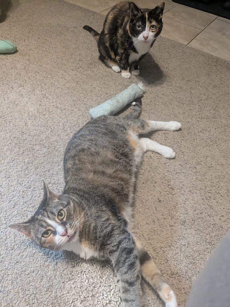 Caturday Morning Cuteness!
