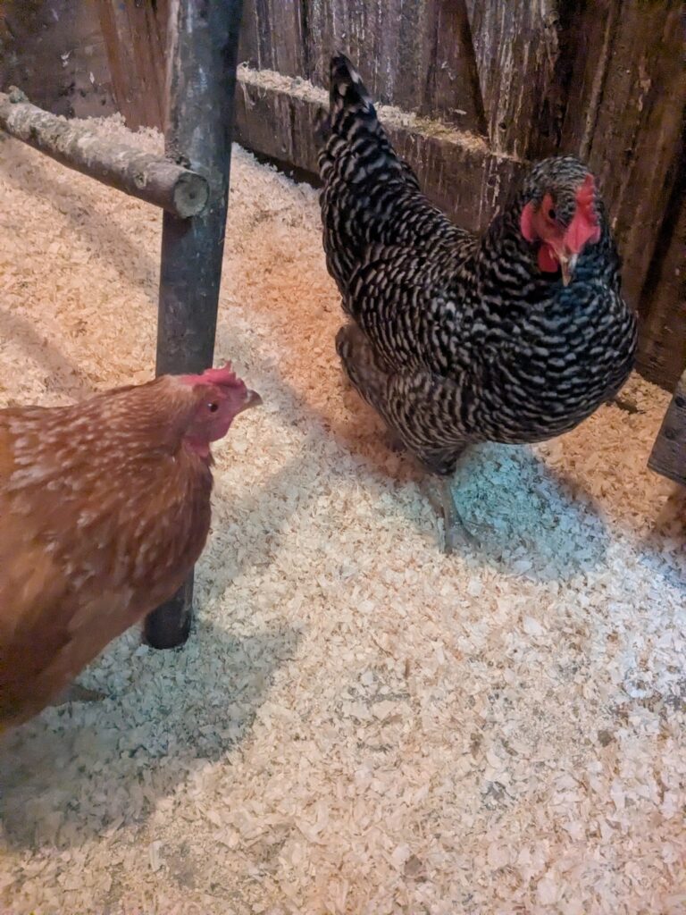 Morning With The Girls