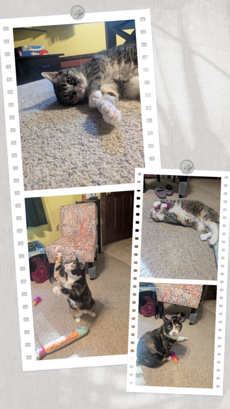 Happy Kitties!