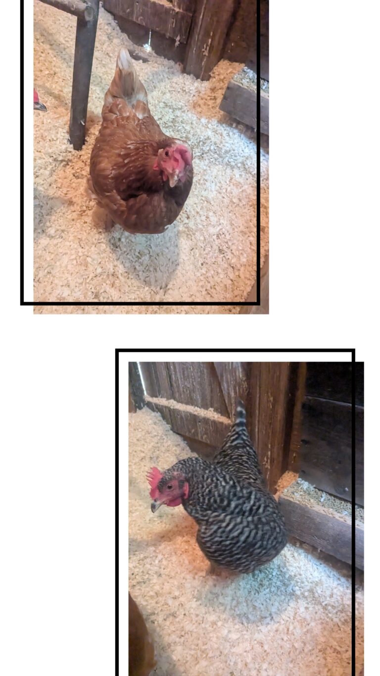 My Feathered Friends!