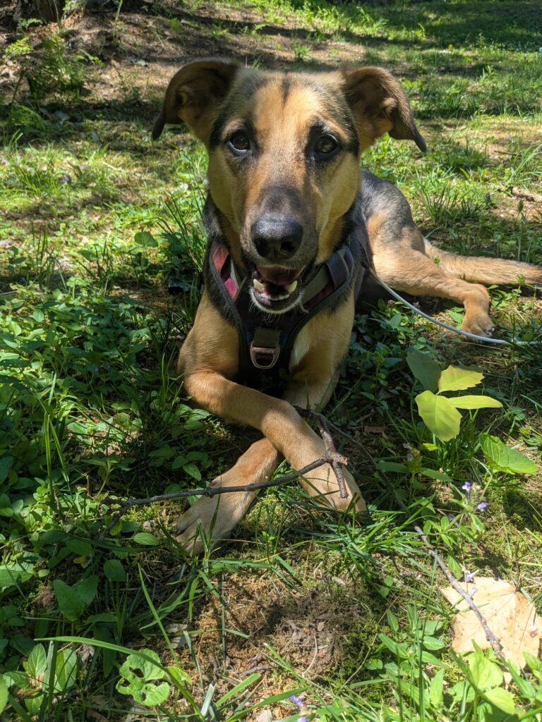 Playful Polly