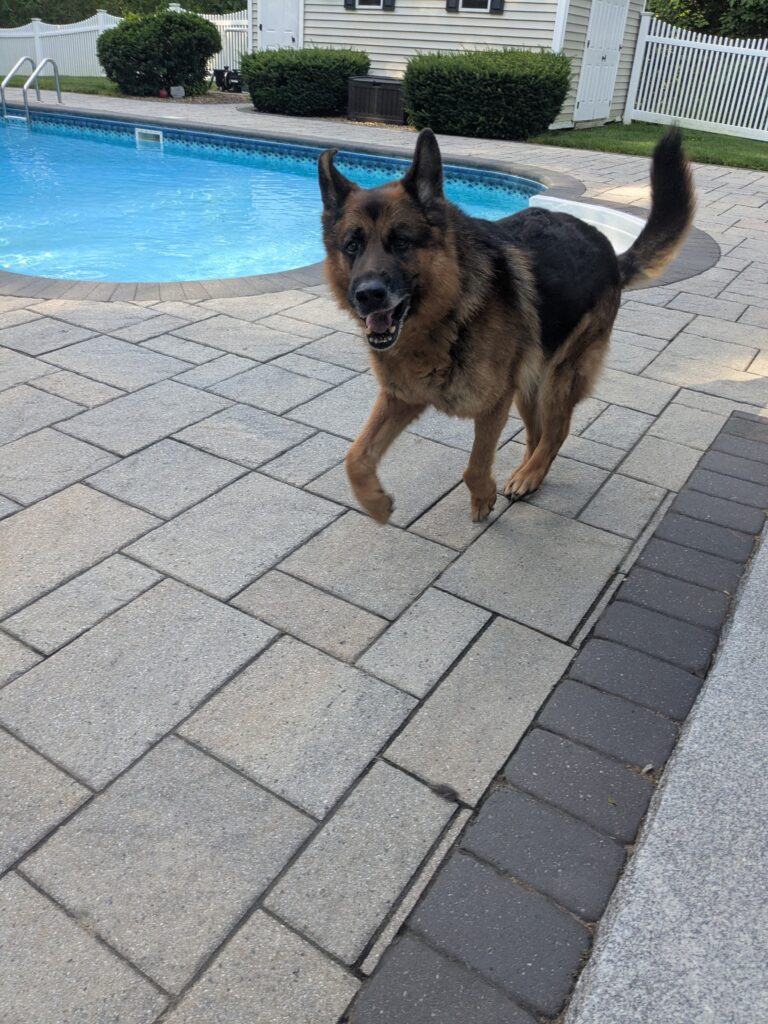 Good Morning Zoomies!