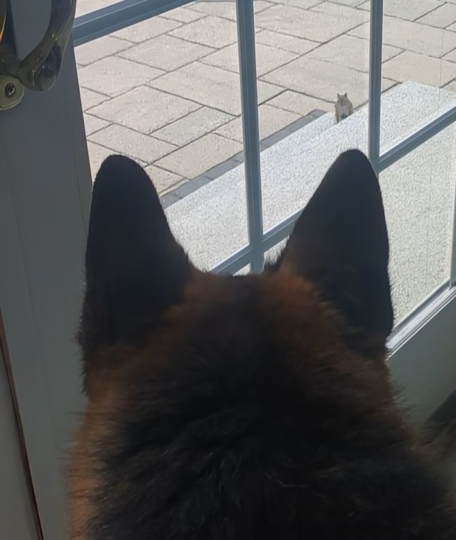 Max Gets Squirrelly! 😁