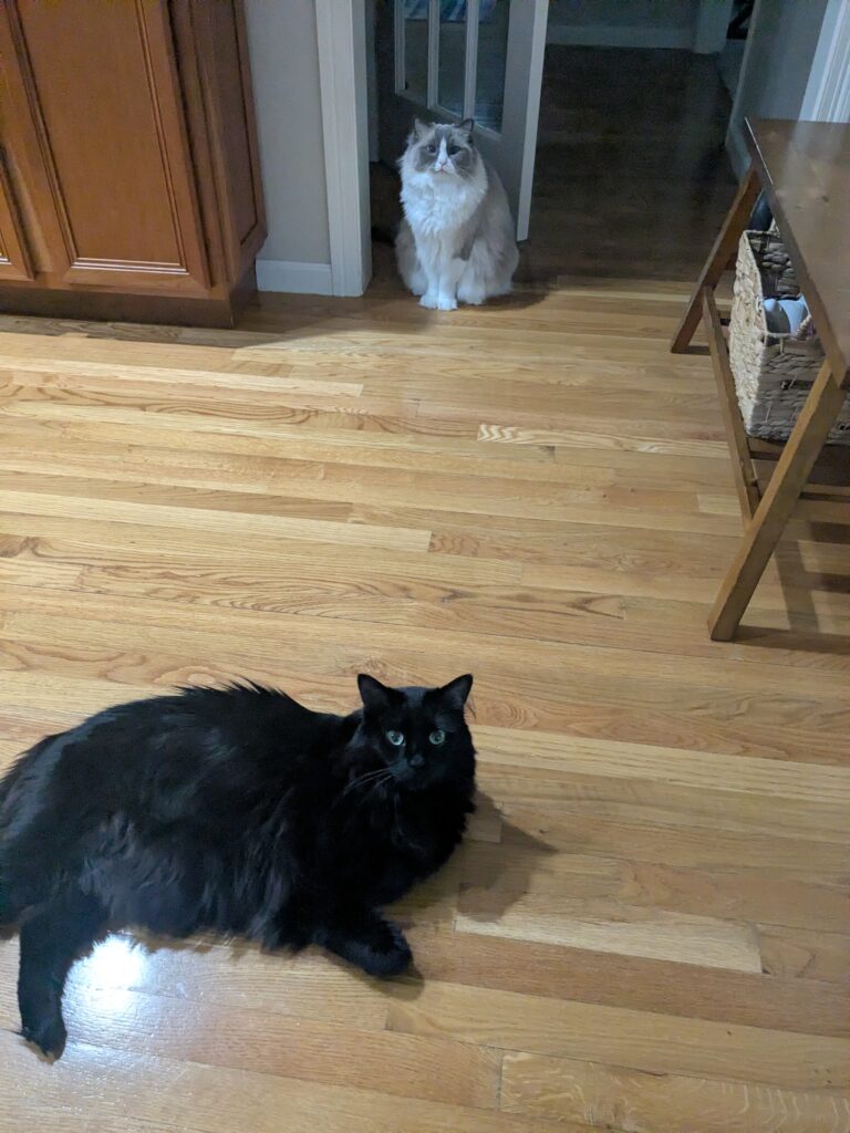 Good Morning Sleepyheads😻