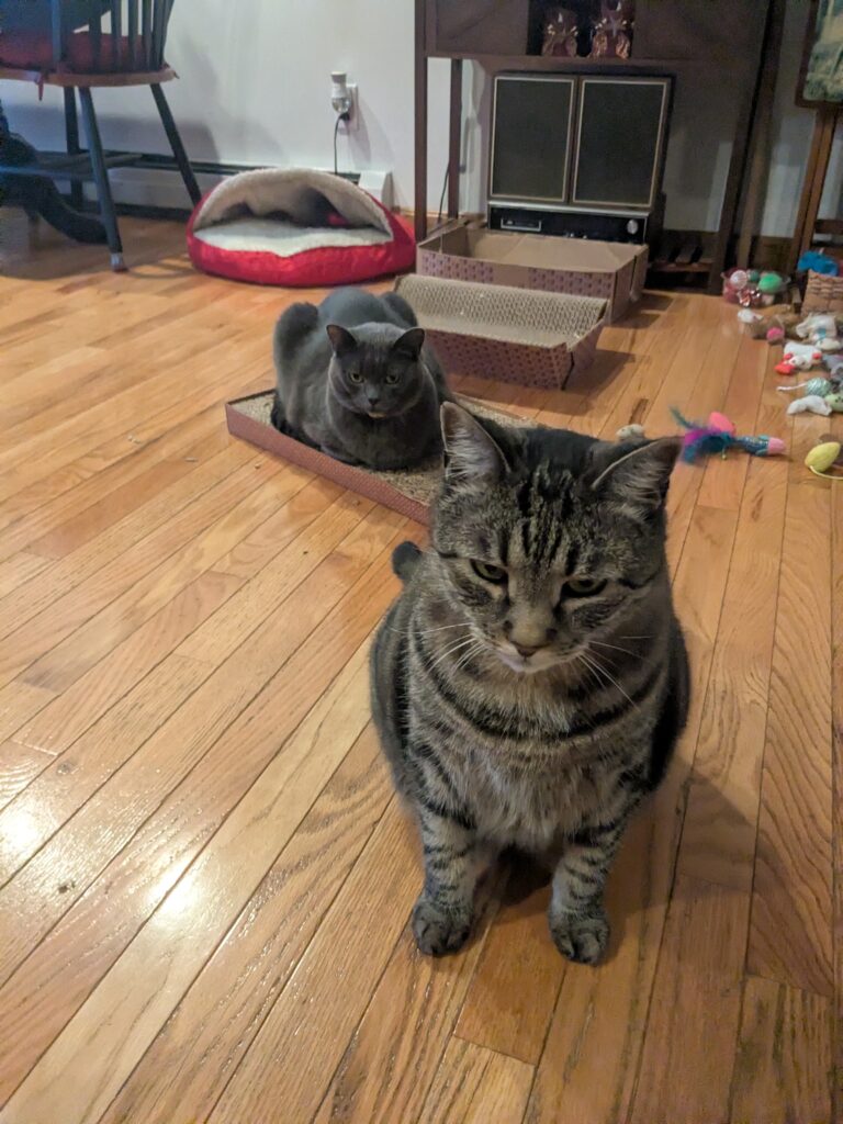 A Purr-fect Morning!!