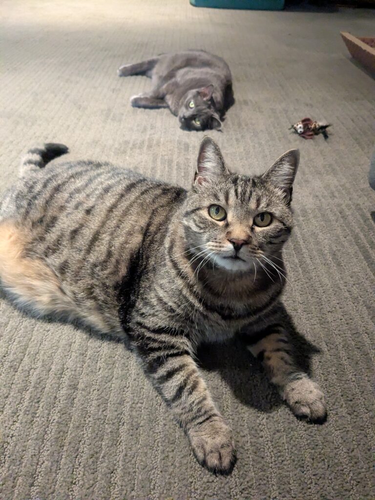 Lazy Tuesday!