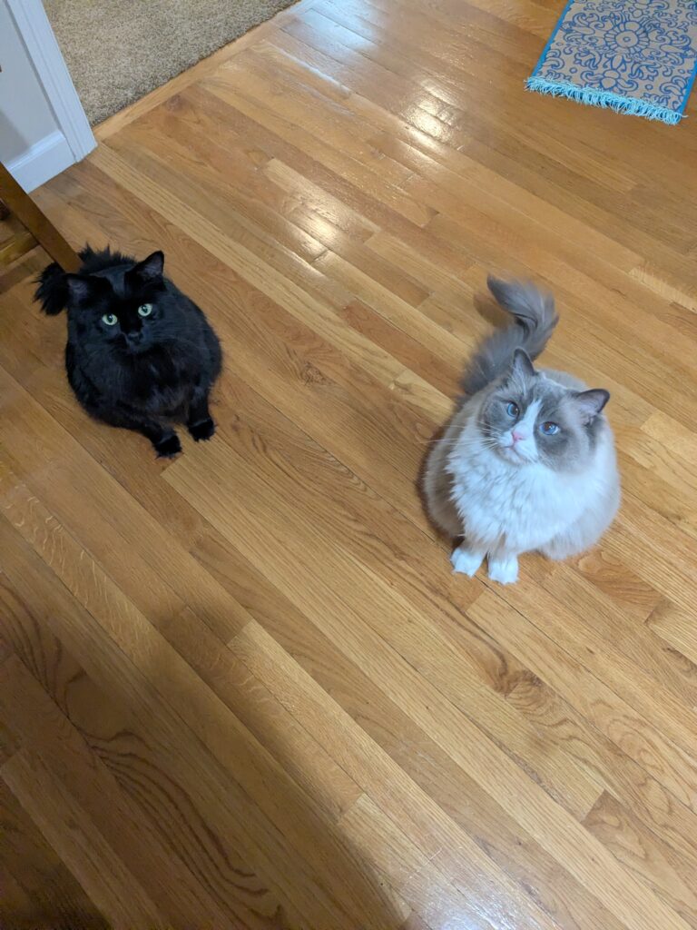 A Couple Of Furry Toddlers! 😆