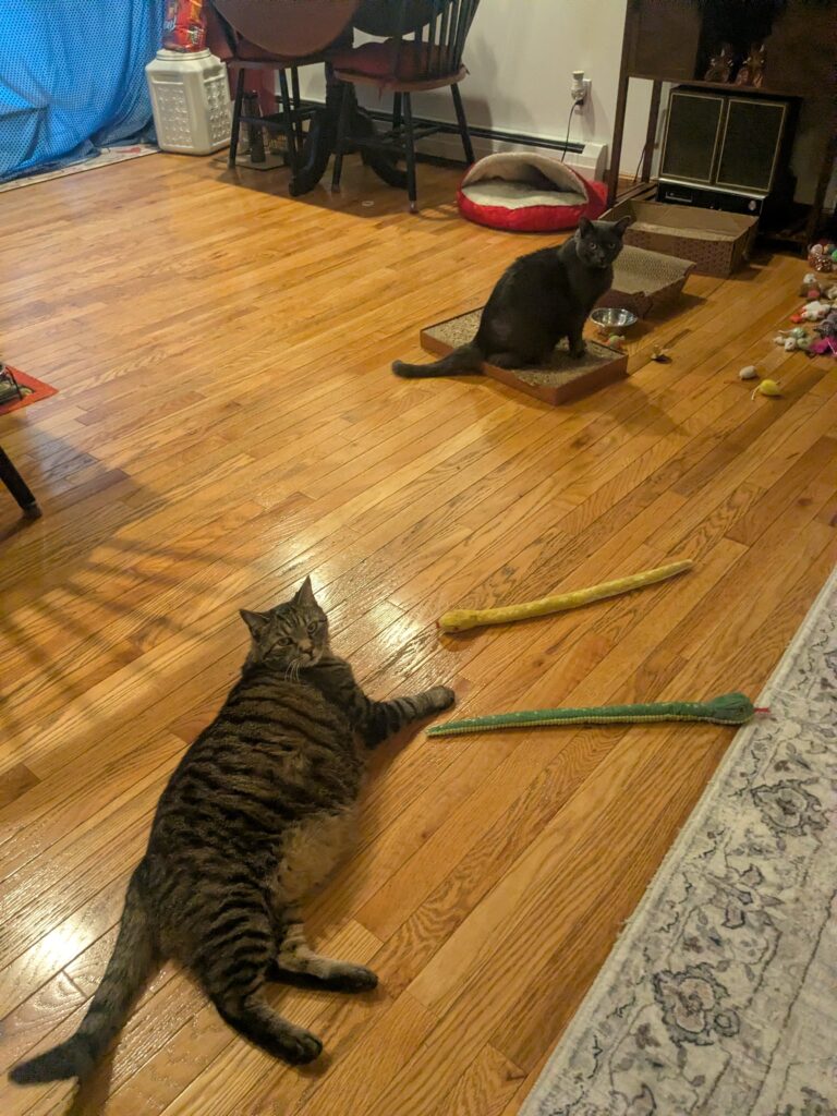 Happy Kitties!!