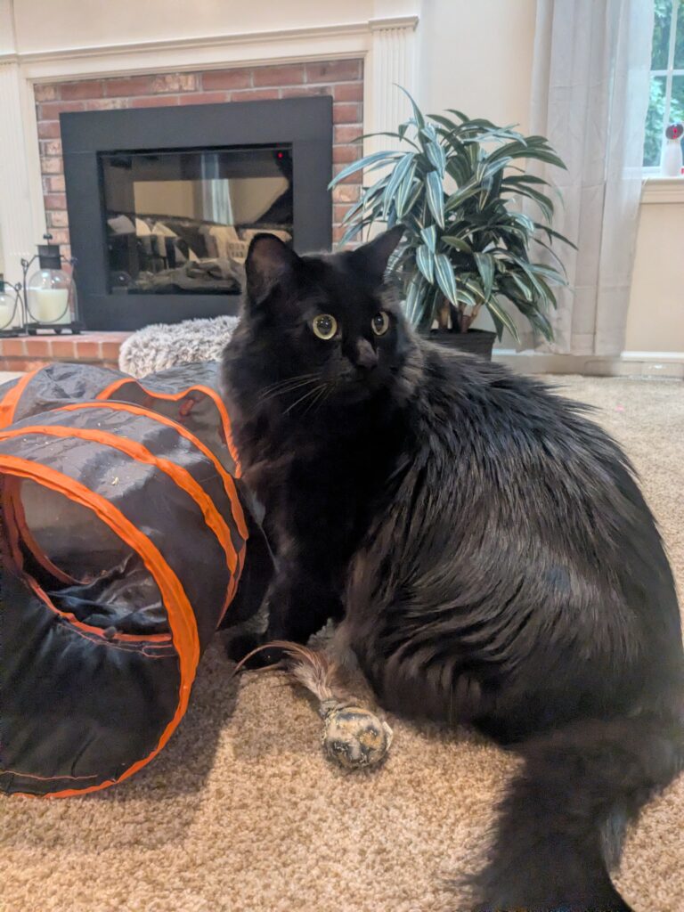 Elvis & Toby Meet A New Friend! 😻