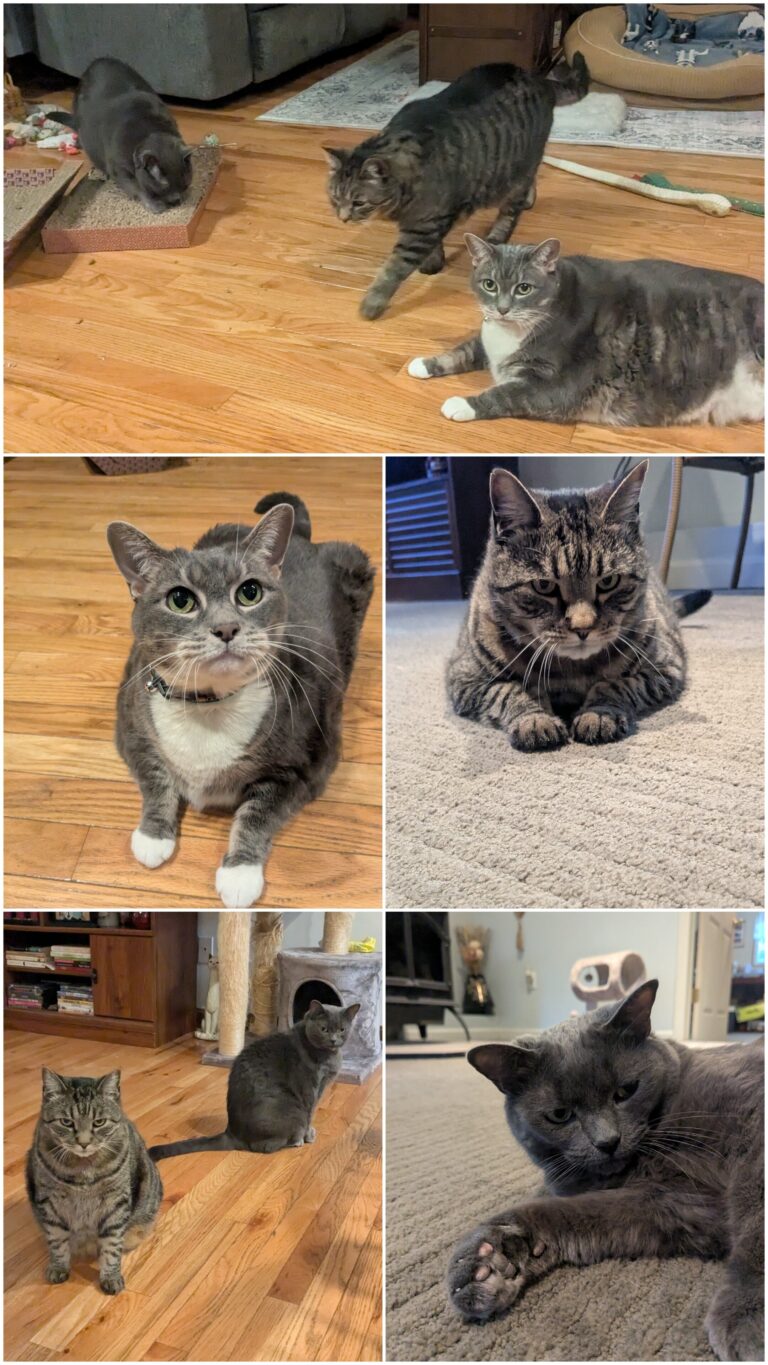 Thanks For The Fun Times Sweet Kitties!!