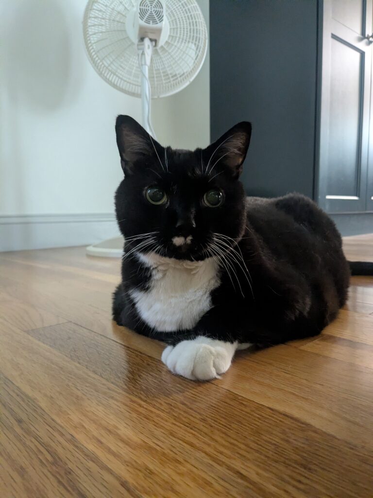 Charlie Is Just Purr-fect! 😻