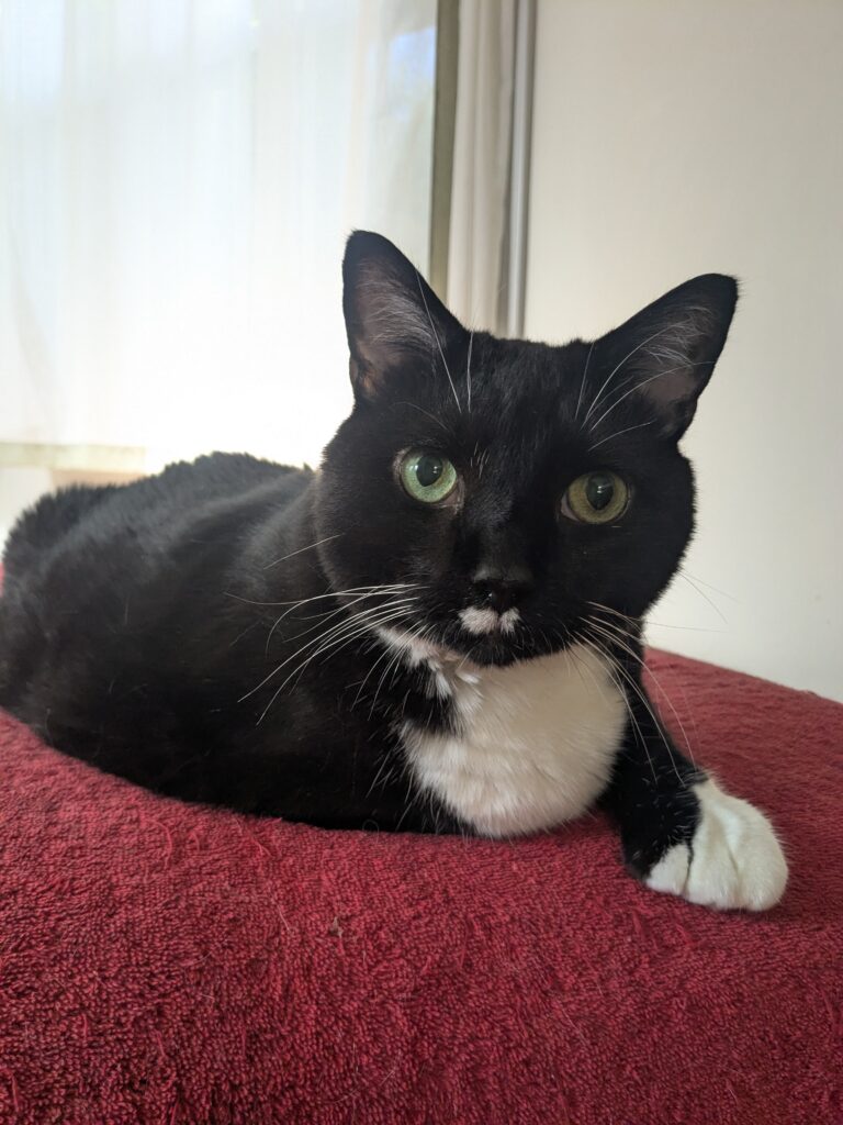 The Purr-fect Gentleman